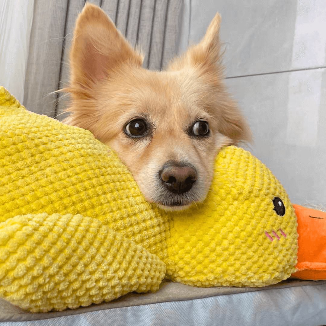 Eendenspeeltje voor Honden met Chew Guard