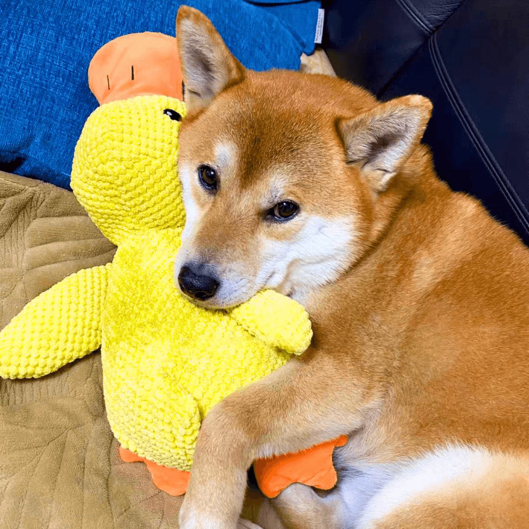 Eendenspeeltje voor Honden met Chew Guard